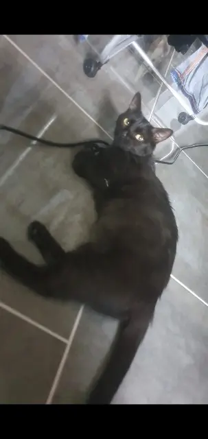 chatte reunited   60520 La Chapelle-en-Serval Tigresse