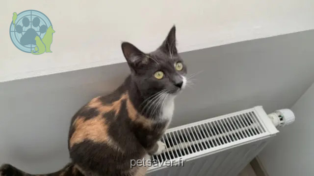 chatte reunited 60730 Ully-Saint-Georges Tina