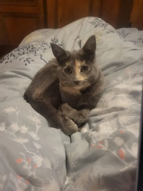 chatte reunited   60000 Beauvais Venus