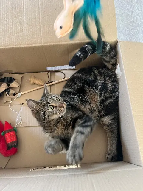 chatte reunited   60430 Warluis Xayah