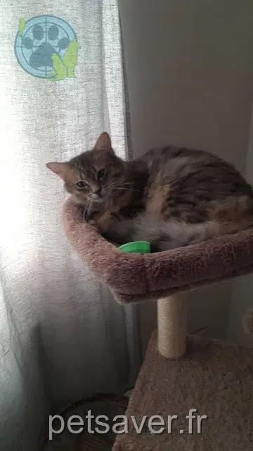 chatte reunited   60490 Ressons-sur-Matz Zara