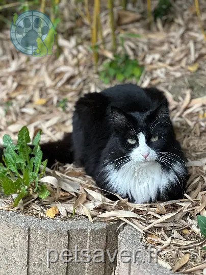 Chatte Perdue 60 Oise Chatte Perdue 60 Oise