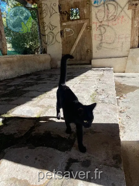 chatte reunited 61000 Alençon Canouche