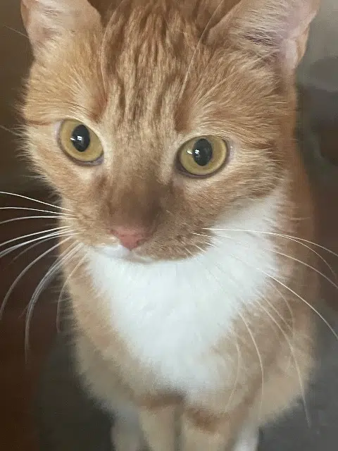 chatte reunited   61110 Rémalard en Perche Ruby