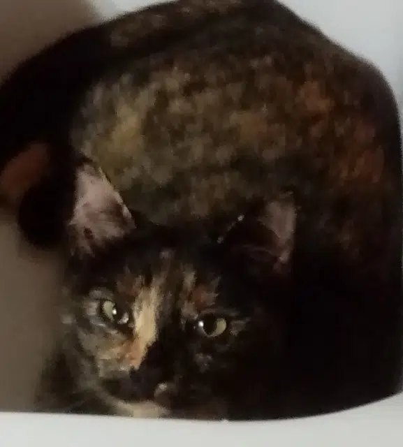 chatte reunited   61170 Saint-Julien-sur-Sarthe Sariette