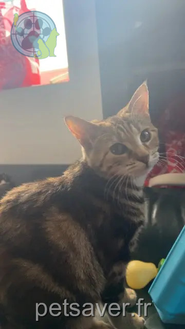 chatte reunited 61100 Flers Siena