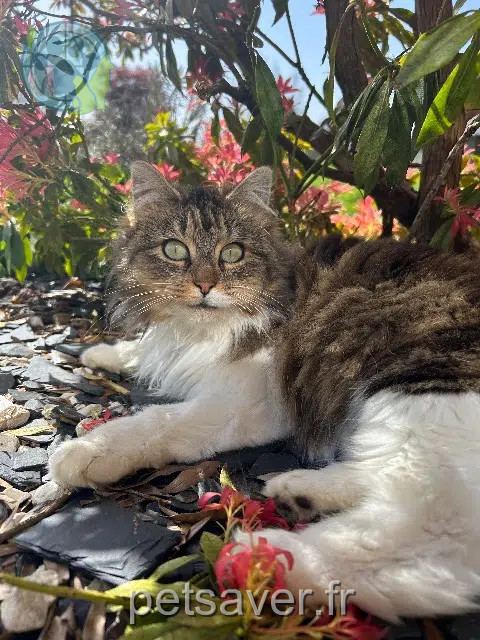 chatte reunited   61800 Chanu Tara