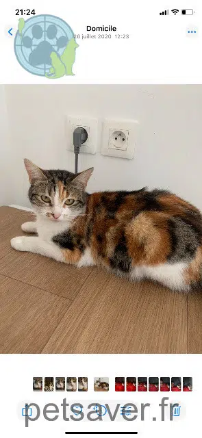 chatte reunited 62000 Arras Nina