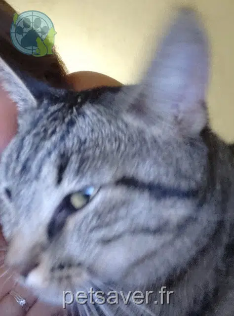 chatte reunited 62350 Mont-Bernanchon Ava