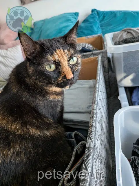 chatte reunited 62118 Biache-Saint-Vaast Bettylou