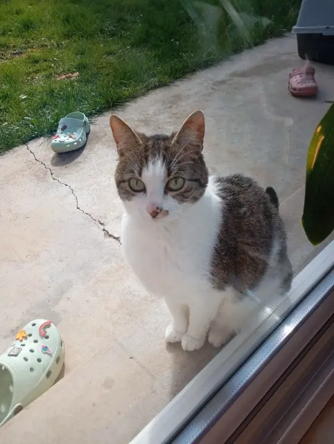 cat reunited   62223 Saint-Nicolas Ciboulette