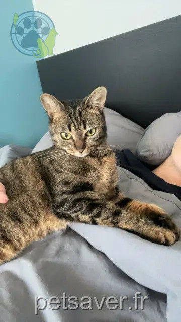 chatte reunited   62640 Montigny-en-Gohelle Frisquette