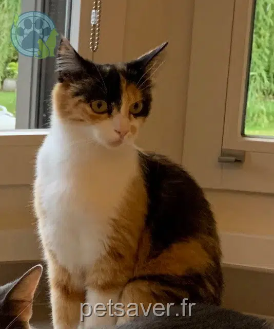 chatte reunited 62840 Fleurbaix Jill