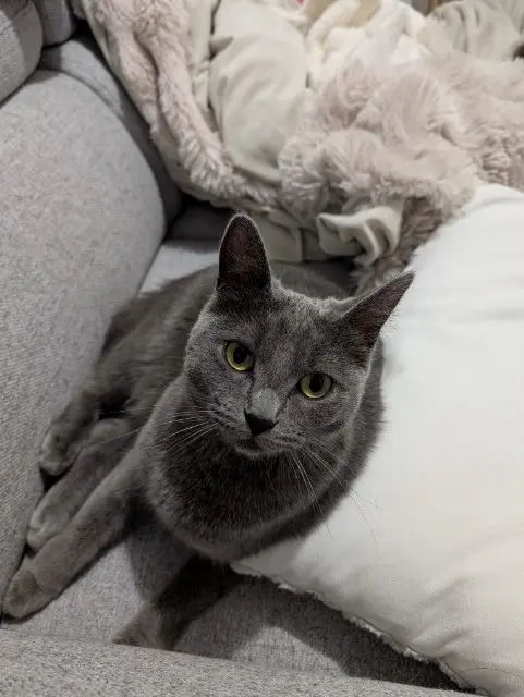 chatte reunited   62910 Éperlecques Lilith