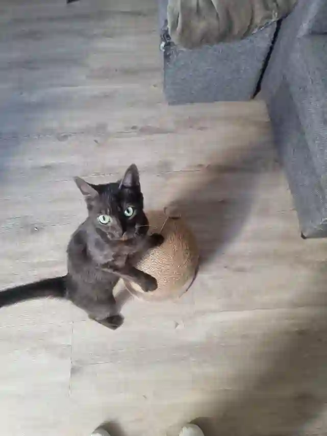 Chatte Trouvée 62 Pas-de-Calais - Luna Chatte Trouvée 62 Pas-de-Calais - Luna