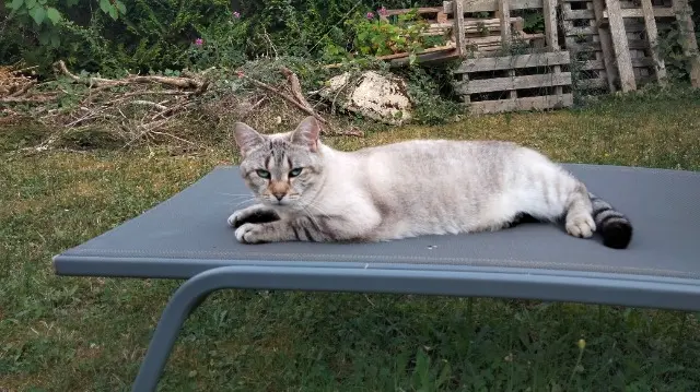 chatte reunited   62320 Drocourt Lune