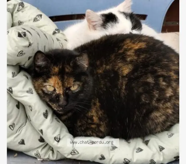 chatte reunited   62130 Saint-Michel-sur-Ternoise Maya