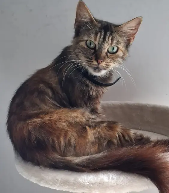 chatte reunited   62290 Nœux-les-Mines Mimoune