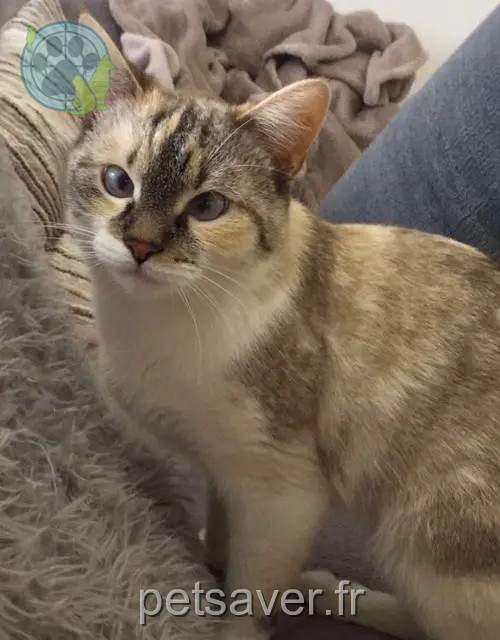 chatte reunited   62710 Courrières Mirza