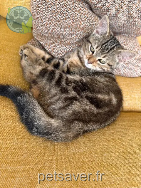 chatte reunited   62250 Maninghen-Henne Mumm