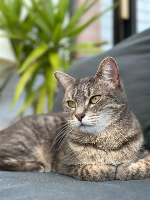 chatte reunited   62180 Conchil-le-Temple Nala