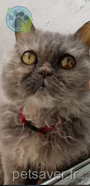 chatte reunited   62100 Calais Nina