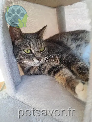 Chatte Perdue 62 Pas-de-Calais - Nina Chatte Perdue 62 Pas-de-Calais - Nina