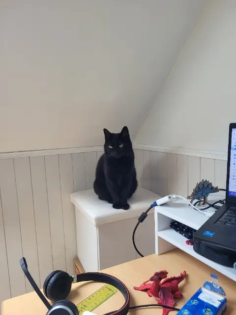 chatte reunited   62137 Coulogne Oggie