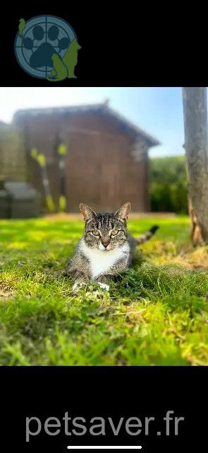 chatte reunited   62610 Balinghem Olympe