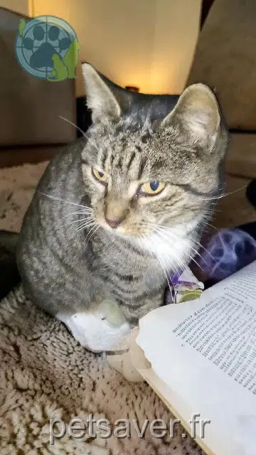 chatte reunited   62100 Calais Patate