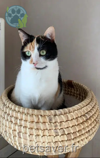 chatte reunited 62217 Agny Paulette