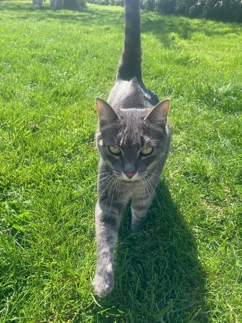 chatte reunited   62530 Hersin-Coupigny Peluche