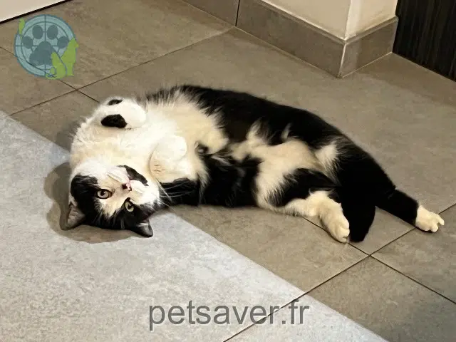 chatte reunited 62136 Richebourg Praline