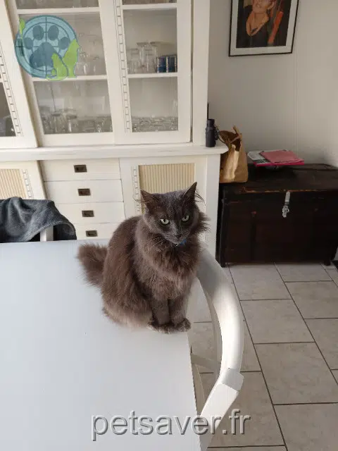 chatte reunited   62610 Louches Rebelle