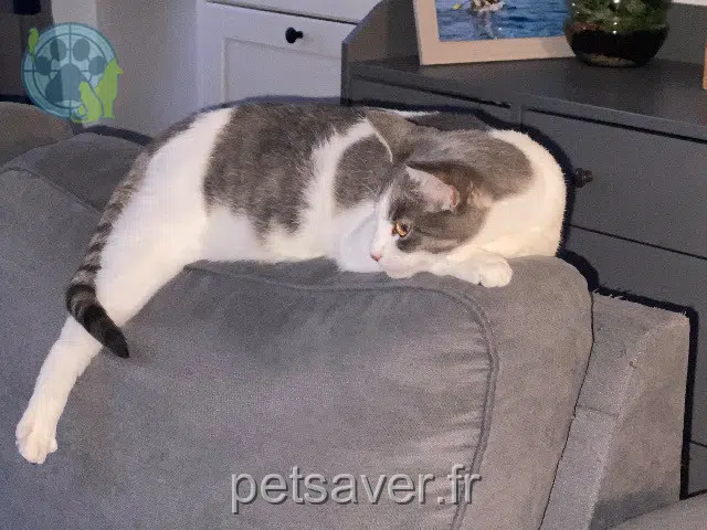 chatte reunited   62580 Arleux-en-Gohelle Thalia
