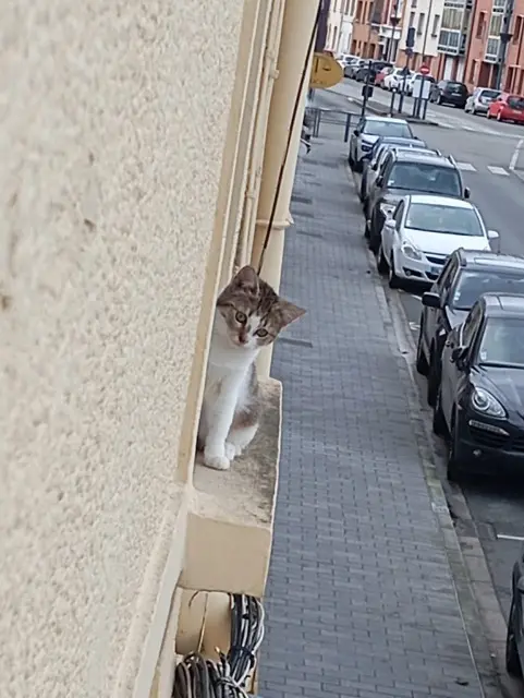 chatte reunited   62800 Liévin Tigresse