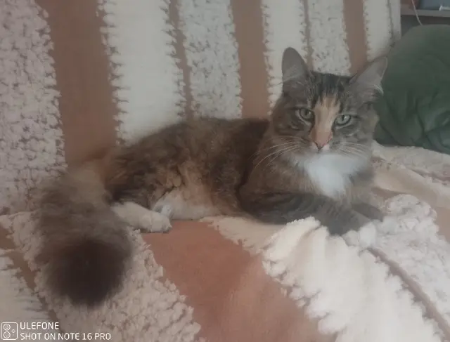 chatte reunited   62750 Loos-en-Gohelle Tresor