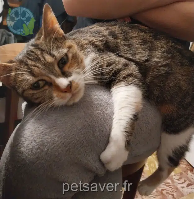 chatte reunited   62660 Beuvry Zazou