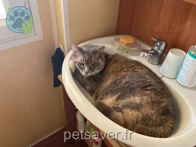 chatte reunited   62172 Bouvigny-Boyeffles Zoé