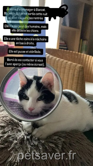 cat reunited 63112 Blanzat Abbie