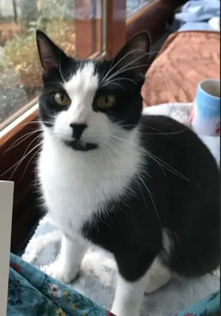 chatte reunited    Clermont-Ferrand Chachou