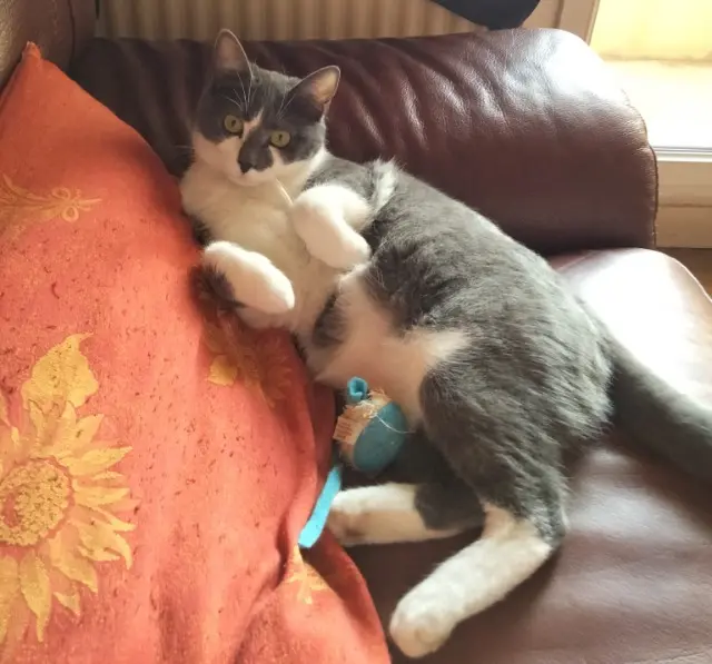 chatte reunited    Clermont-Ferrand Yoda