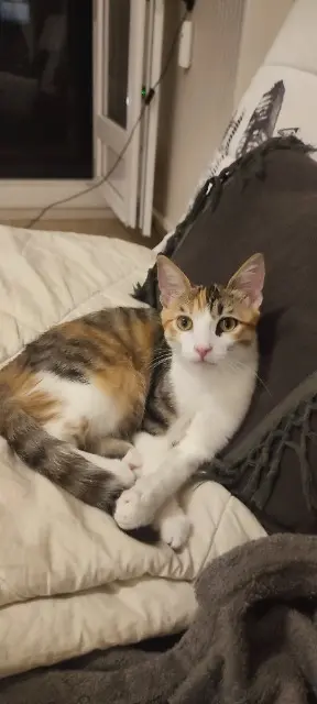 chatte reunited    Clermont-Ferrand Miya