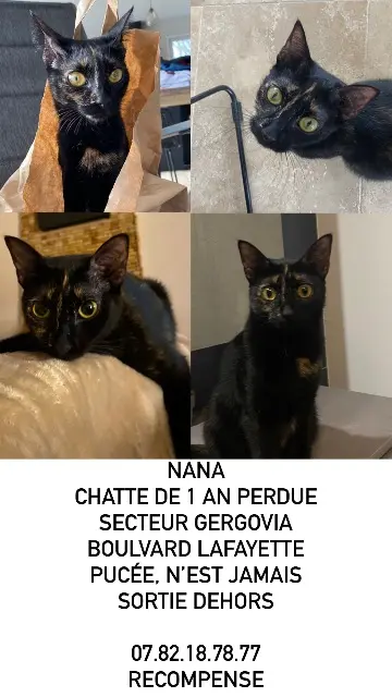 chatte reunited    Clermont-Ferrand Nana