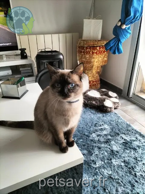 chatte reunited    Clermont-Ferrand Plume