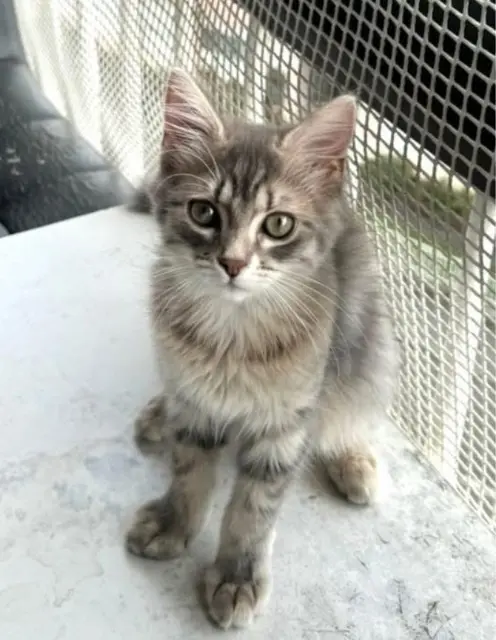 chatte reunited    Clermont-Ferrand Souky