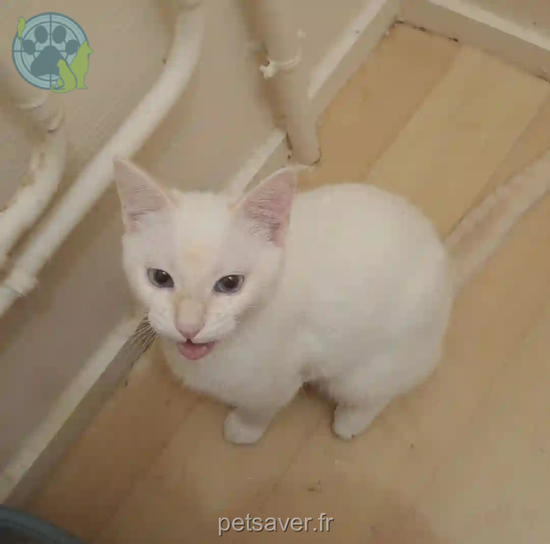 Chatte Perdue 63 Puy-de-Dôme Clermont-Ferrand - Théa Chatte Perdue 63 Puy-de-Dôme Clermont-Ferrand - Théa