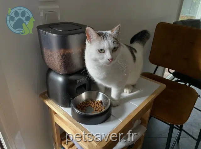 chatte reunited   63430 Pont-du-Château Felia