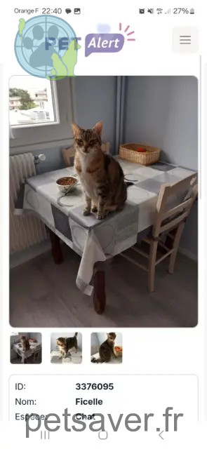 chatte reunited 63110 Beaumont Ficelle