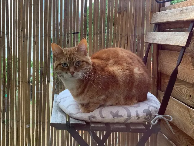 chatte reunited   63140 Châtel-Guyon Mikan